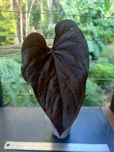 Anthurium Moody Clone ( Red Beauty , Moodeanum )
