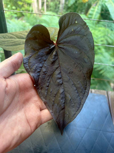 Anthurium Moody Clone ( Red Beauty , Moodeanum )