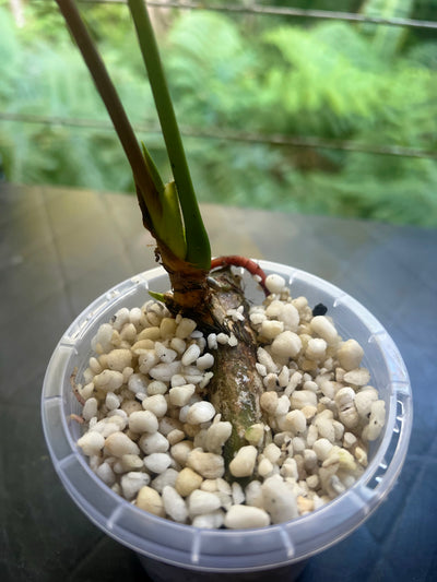 Anthurium Moody Clone ( Red Beauty , Moodeanum )