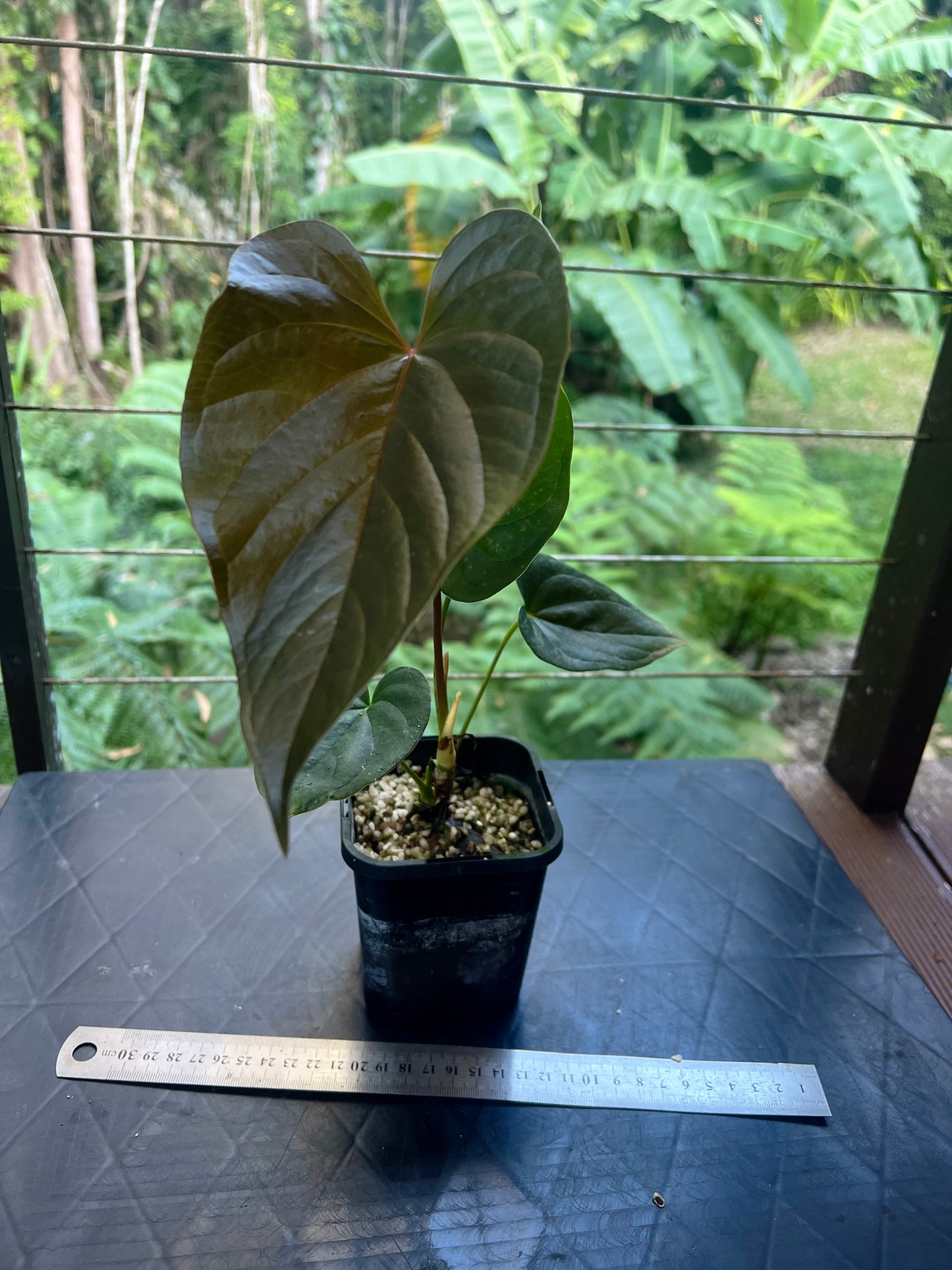 Anthurium Moody Clone ( Red Beauty , Moodeanum )