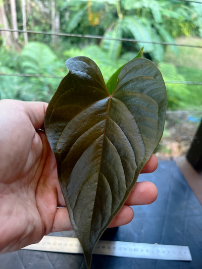 Anthurium Moody Clone ( Red Beauty , Moodeanum )