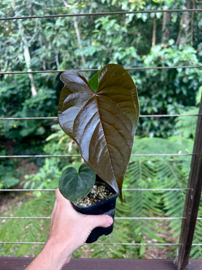 Anthurium Moody Clone ( Red Beauty , Moodeanum )