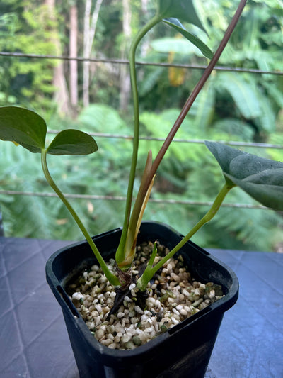 Anthurium Moody Clone ( Red Beauty , Moodeanum )