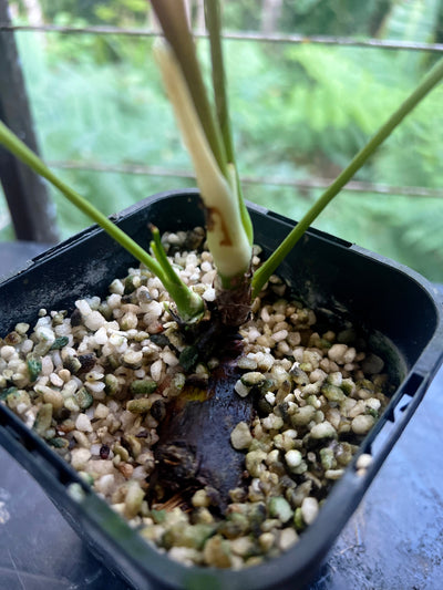 Anthurium Moody Clone ( Red Beauty , Moodeanum )