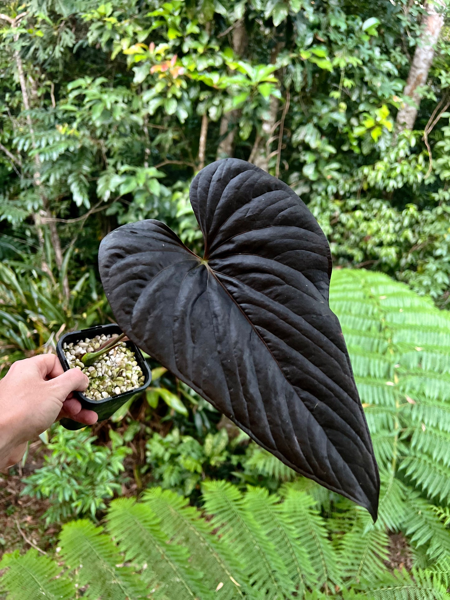 Anthurium Moody Clone ( Red Beauty , Moodeanum )