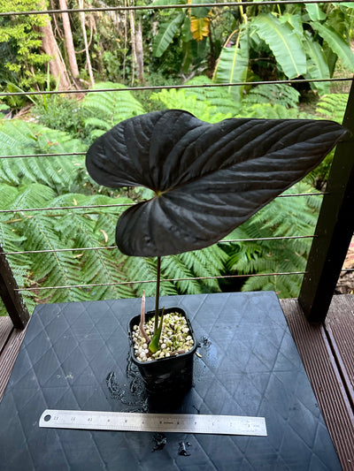 Anthurium Moody Clone ( Red Beauty , Moodeanum )