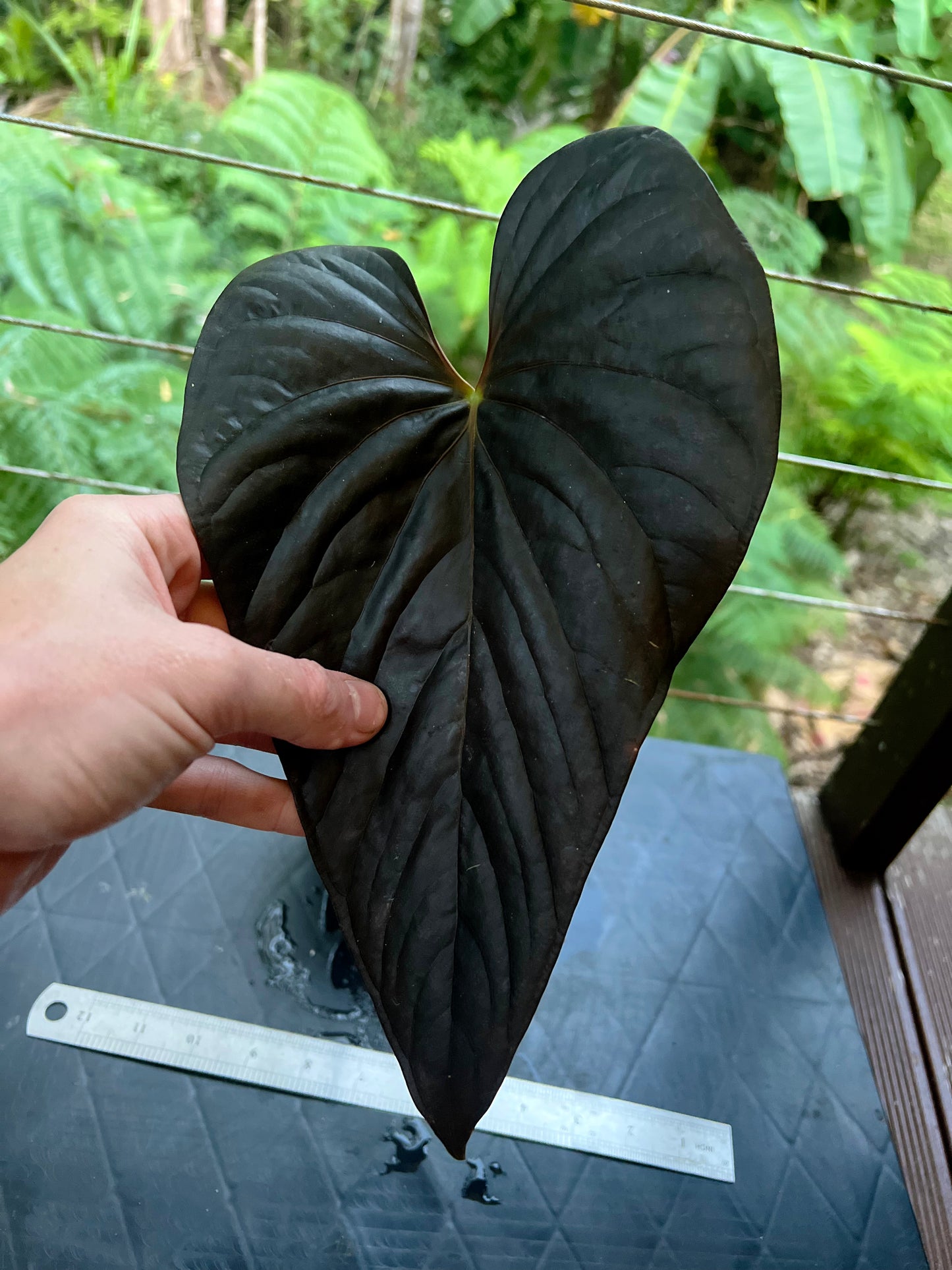Anthurium Moody Clone ( Red Beauty , Moodeanum )