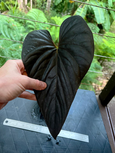 Anthurium Moody Clone ( Red Beauty , Moodeanum )