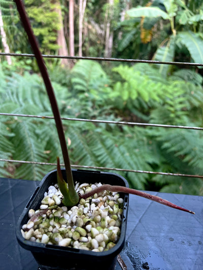 Anthurium Moody Clone ( Red Beauty , Moodeanum )
