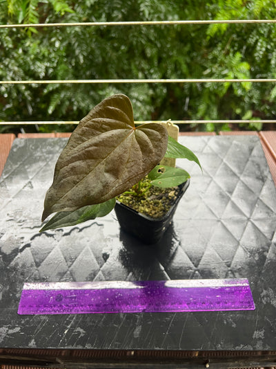 Anthurium Moody Clone ( Red Beauty , Moodeanum ) Small