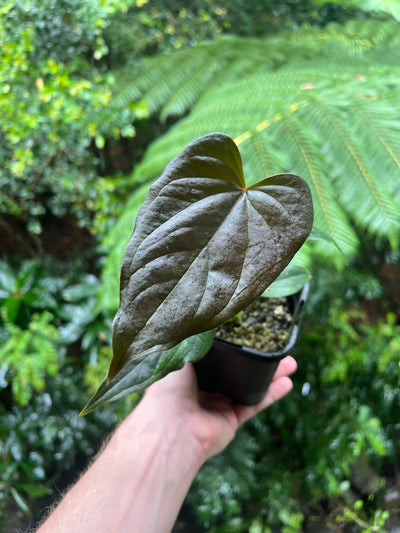 Anthurium Moody Clone ( Red Beauty , Moodeanum ) Small