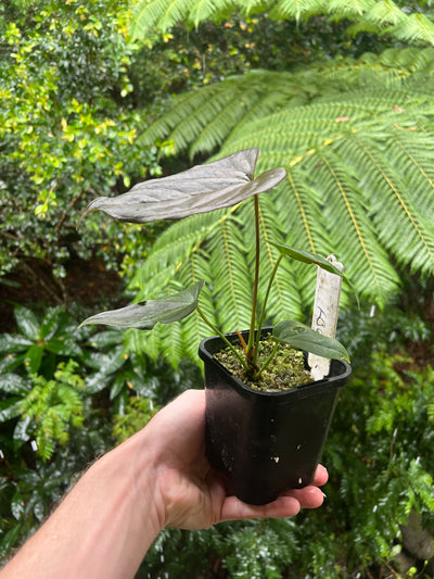 Anthurium Moody Clone ( Red Beauty , Moodeanum ) Small
