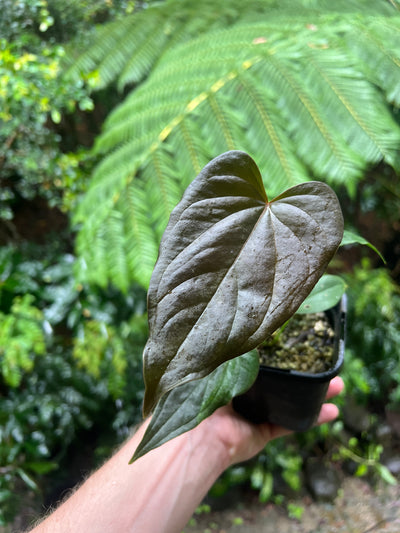 Anthurium Moody Clone ( Red Beauty , Moodeanum ) Small