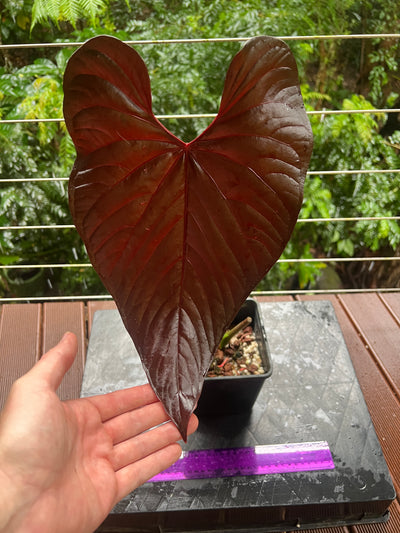 Anthurium Moody Clone ( Red Beauty , Moodeanum ) Large