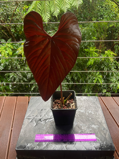 Anthurium Moody Clone ( Red Beauty , Moodeanum ) Large