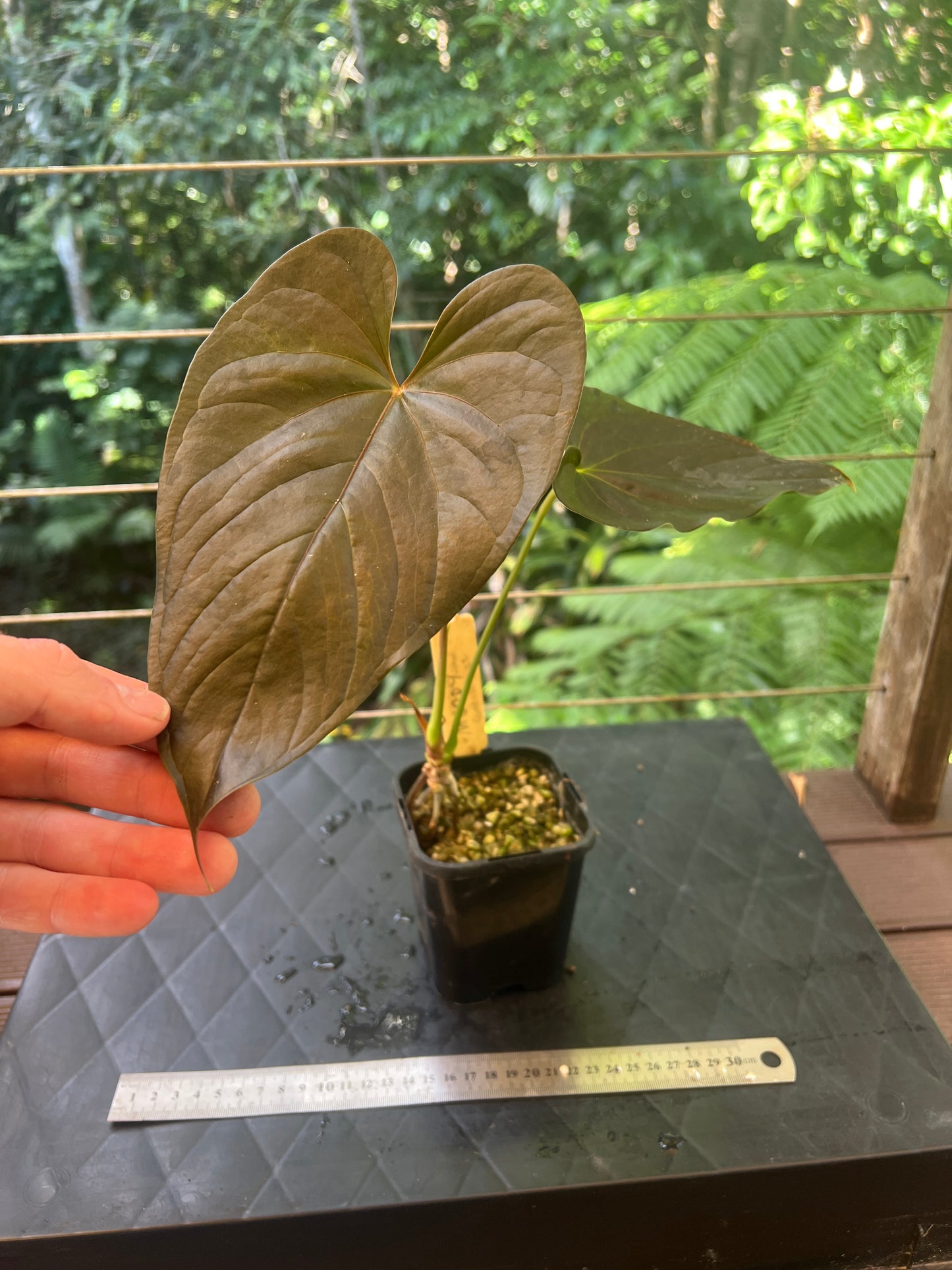Anthurium Moody Clone ( Red Beauty , Moodeanum )