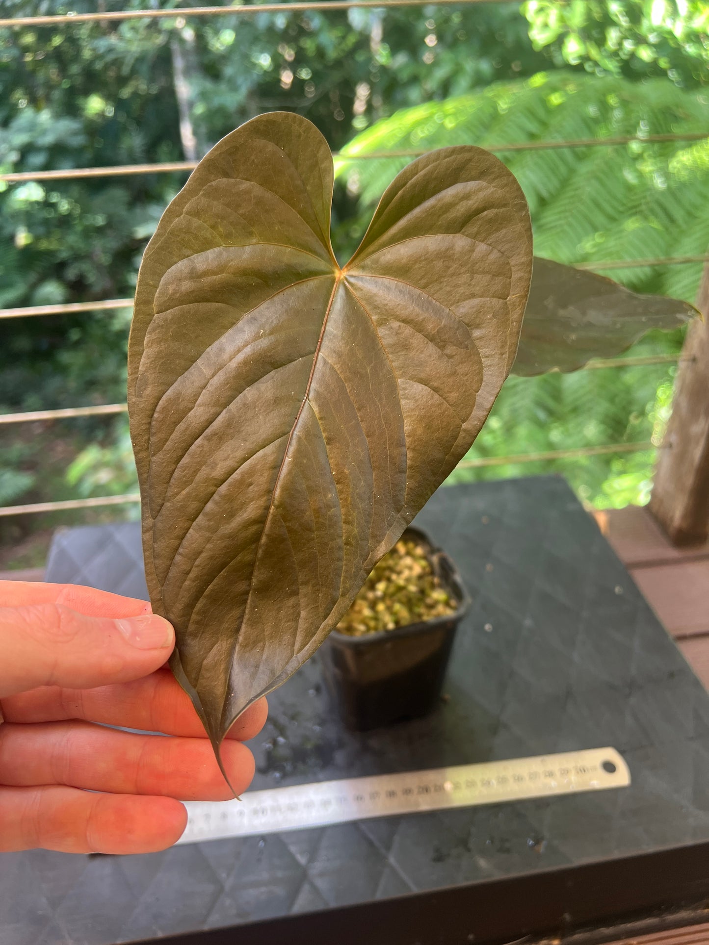 Anthurium Moody Clone ( Red Beauty , Moodeanum )
