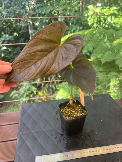 Anthurium Moody Clone ( Red Beauty , Moodeanum )