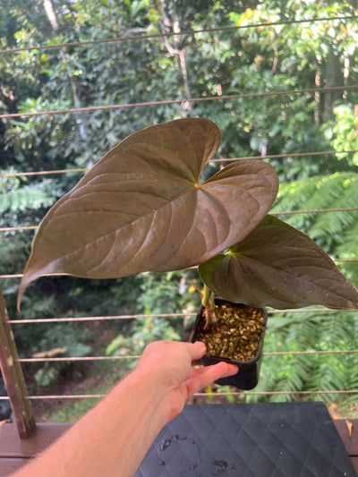 Anthurium Moody Clone ( Red Beauty , Moodeanum )