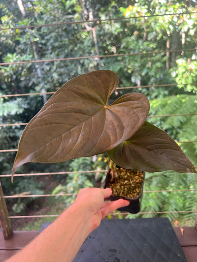 Anthurium Moody Clone ( Red Beauty , Moodeanum )