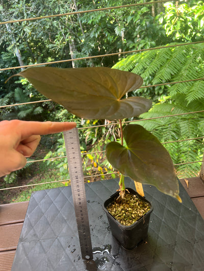 Anthurium Moody Clone ( Red Beauty , Moodeanum )