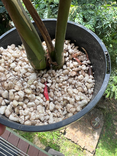 Anthurium Moody Moodeanum Clone Large