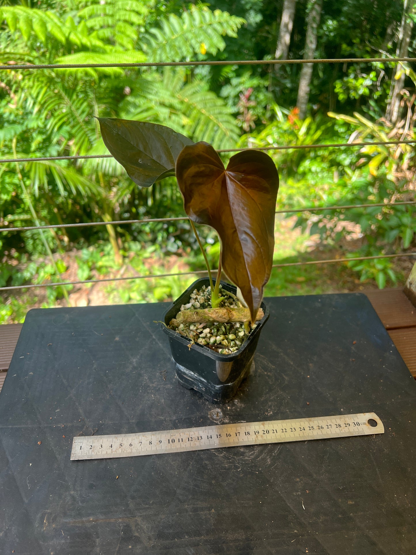 Anthurium Moody Clone ( Red Beauty , Moodeanum )