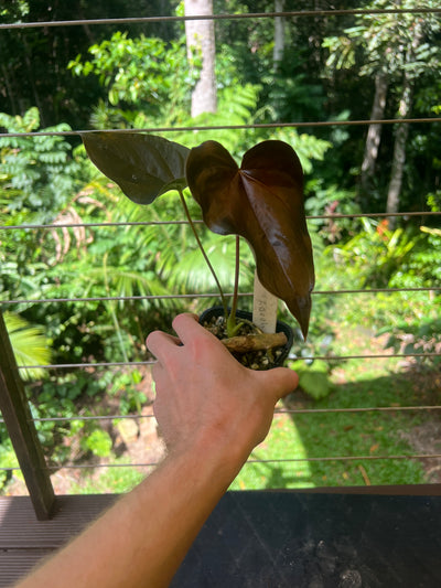 Anthurium Moody Clone ( Red Beauty , Moodeanum )