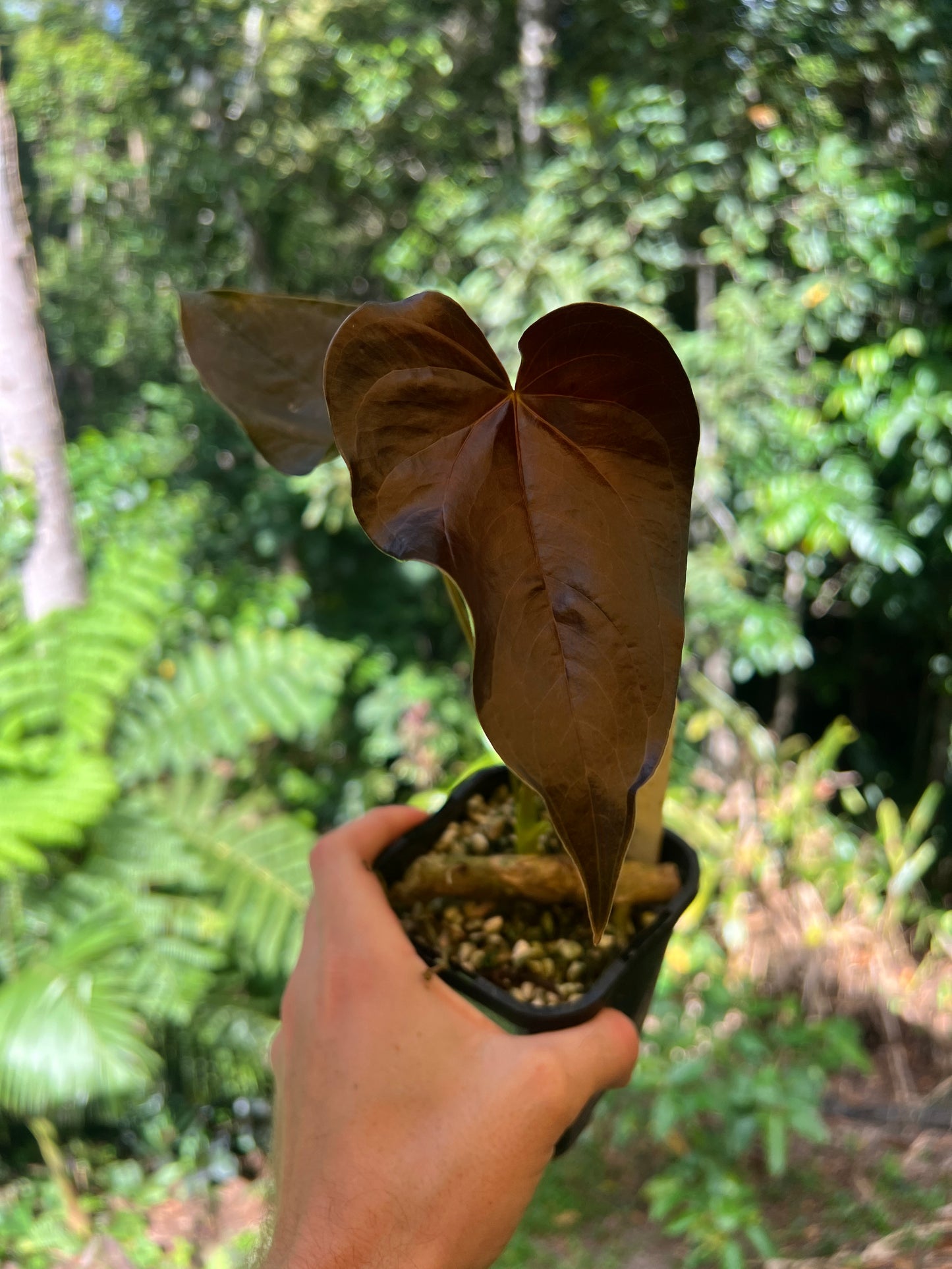 Anthurium Moody Clone ( Red Beauty , Moodeanum )