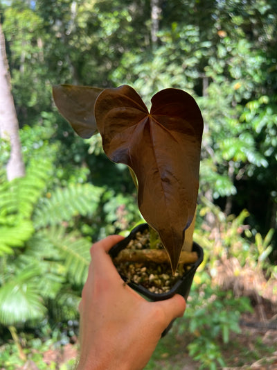 Anthurium Moody Clone ( Red Beauty , Moodeanum )