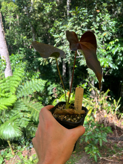 Anthurium Moody Clone ( Red Beauty , Moodeanum )