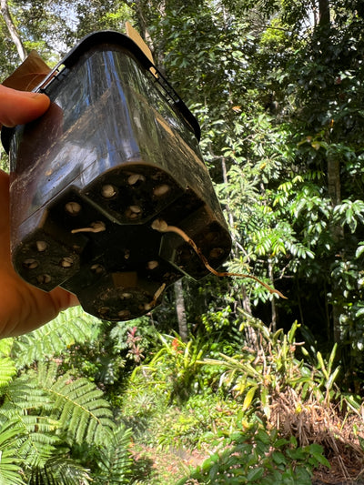 Anthurium Moody Clone ( Red Beauty , Moodeanum )