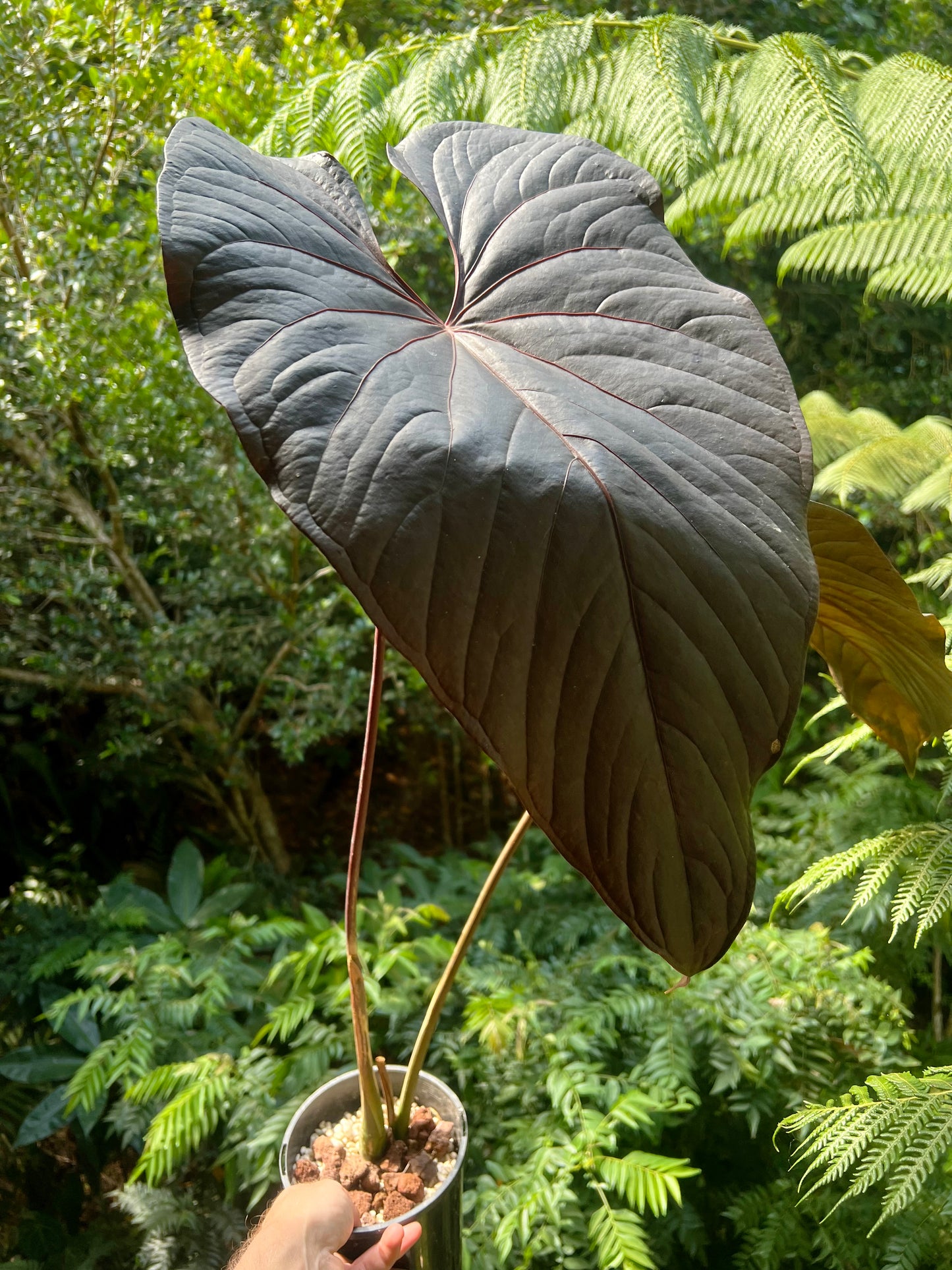 Anthurium Moody Moodeanum Clone Large