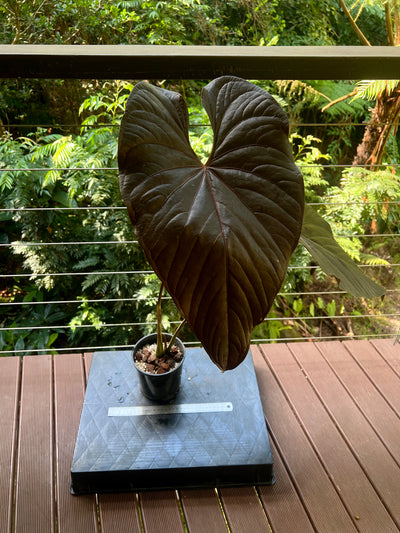 Anthurium Moody Moodeanum Clone Large