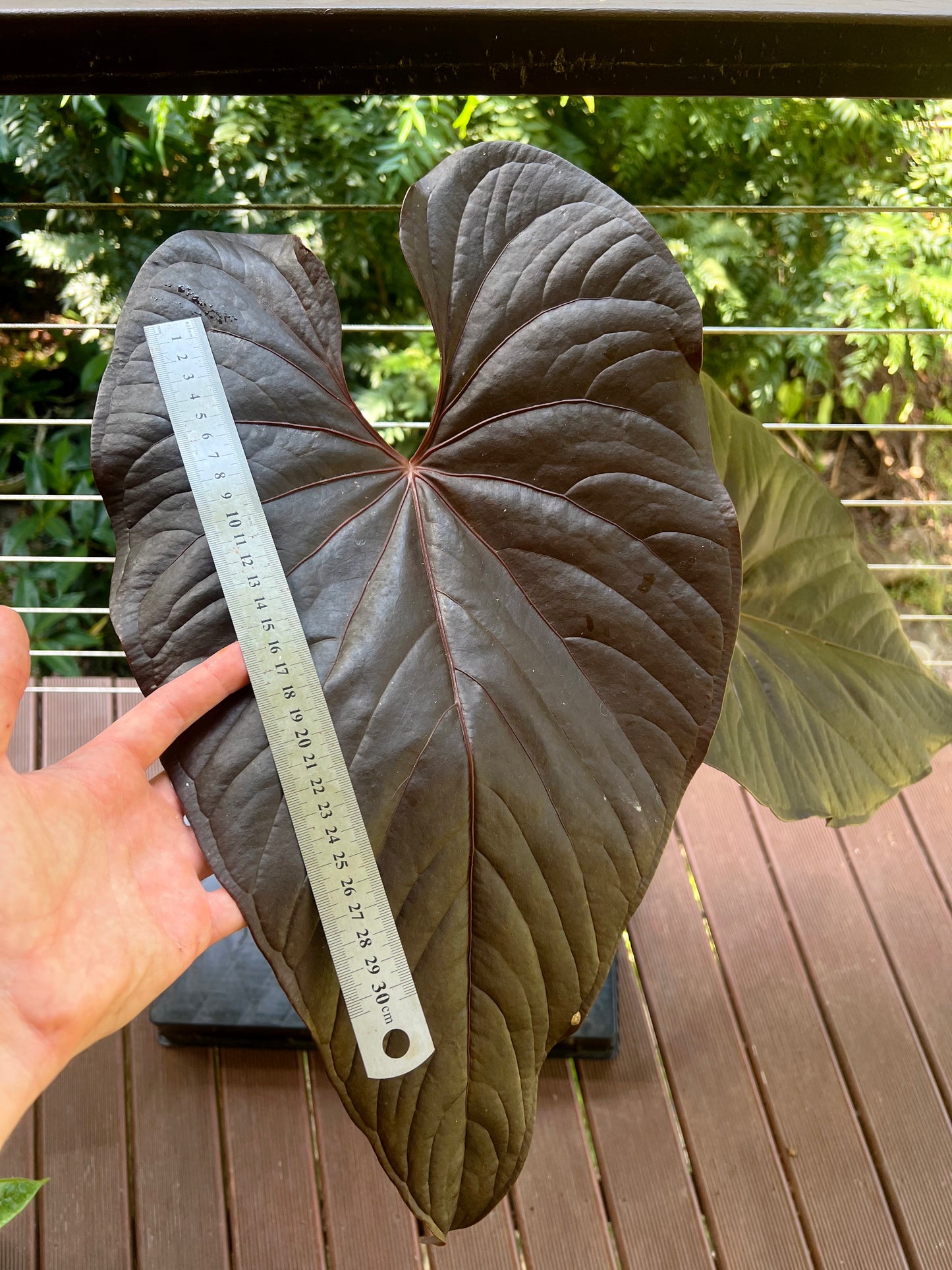 Anthurium Moody Moodeanum Clone Large