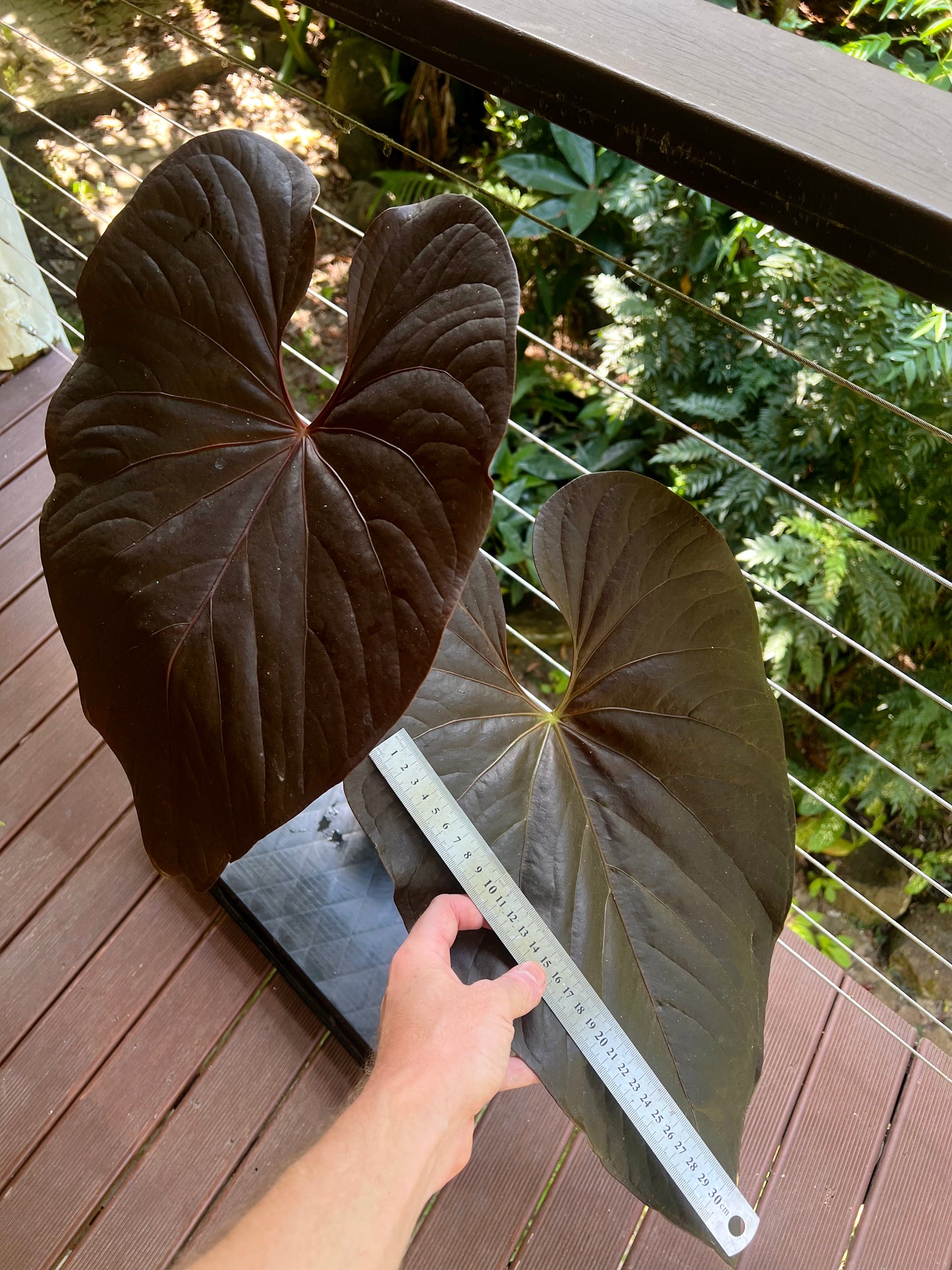 Anthurium Moody Moodeanum Clone Large