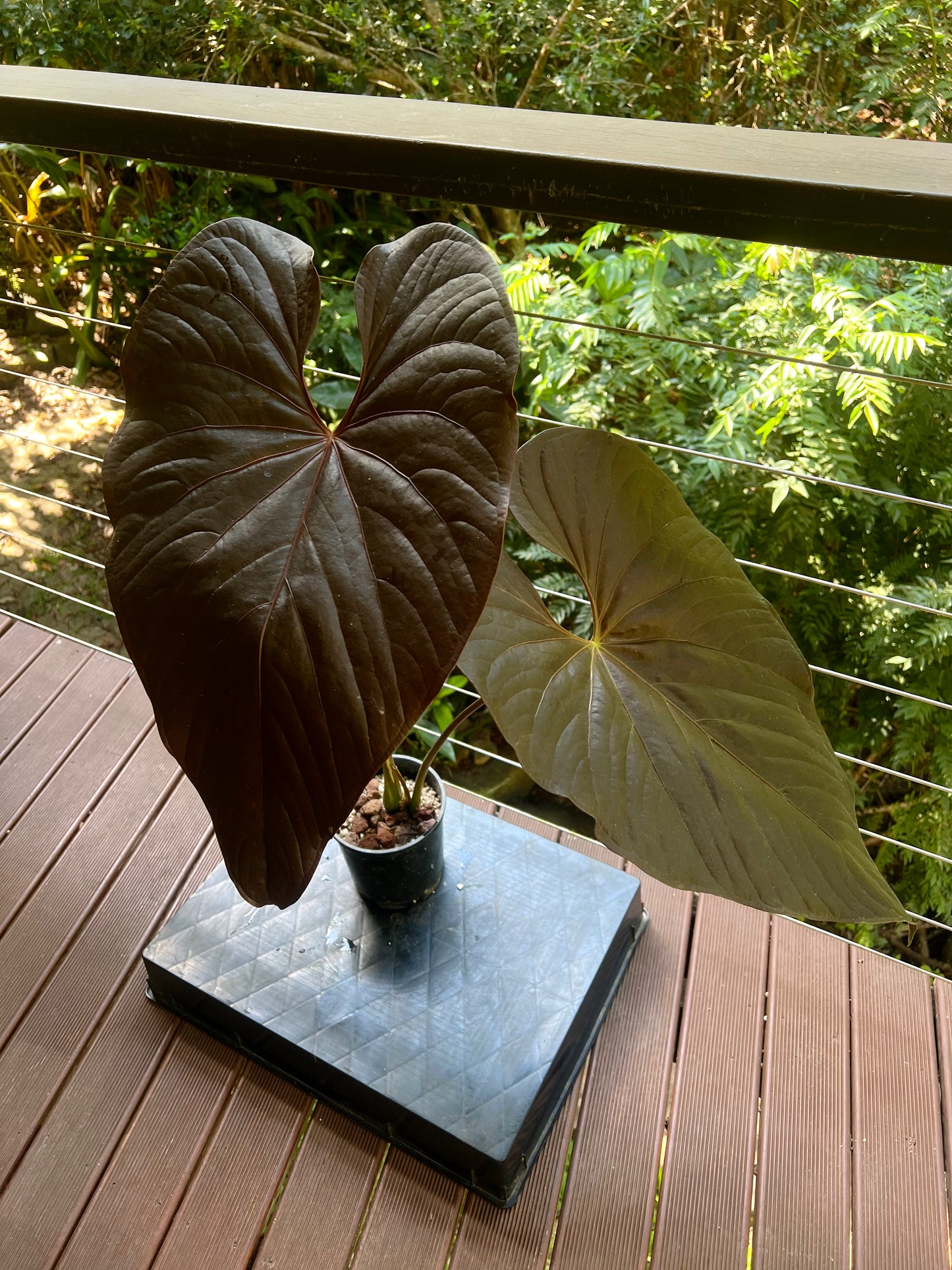 Anthurium Moody Moodeanum Clone Large