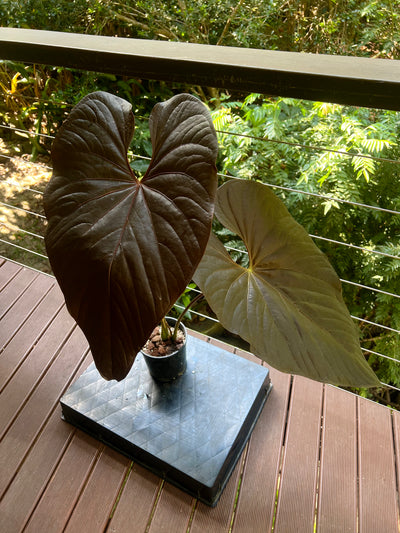 Anthurium Moody Moodeanum Clone Large