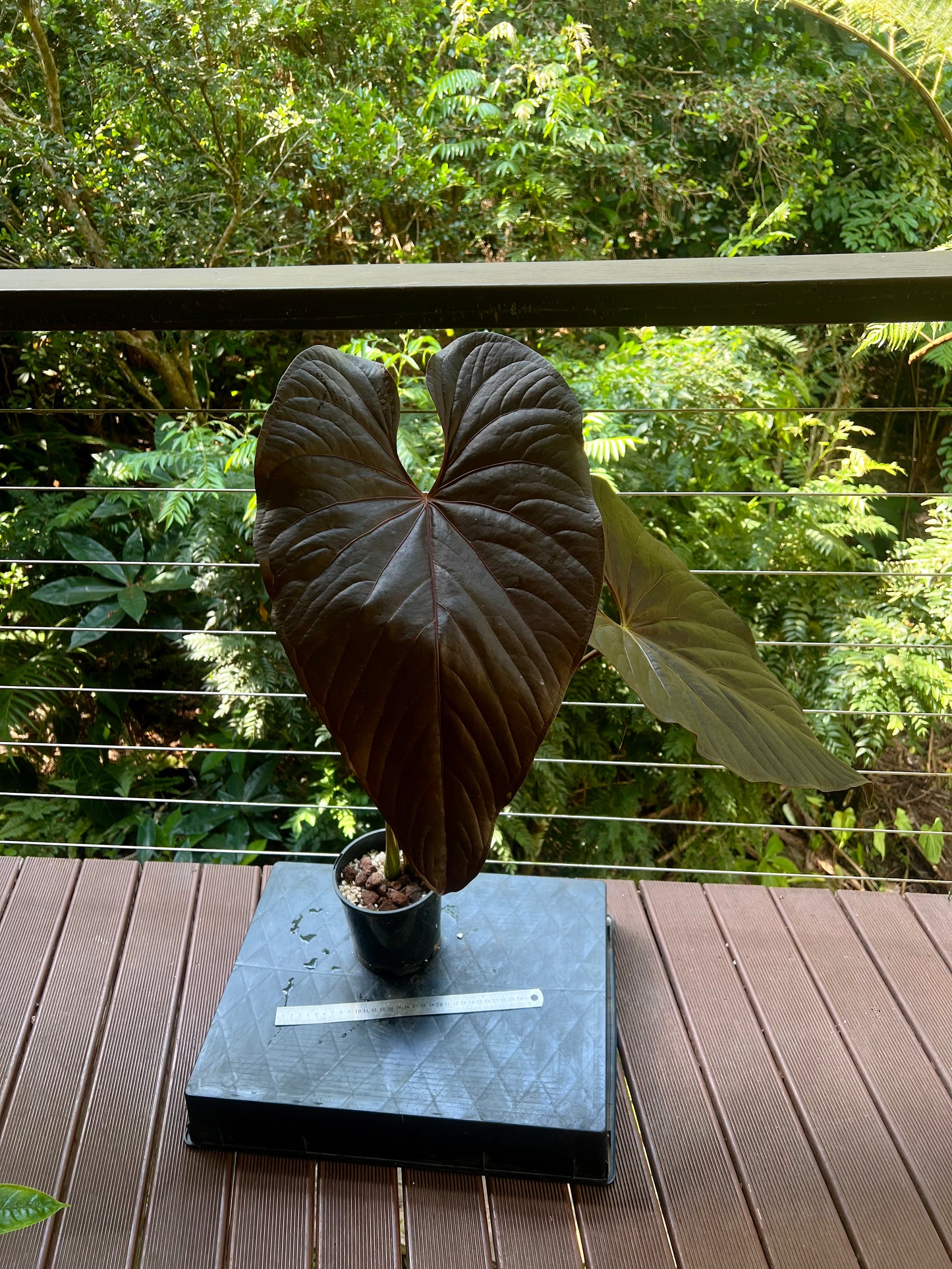 Anthurium Moody Moodeanum Clone Large