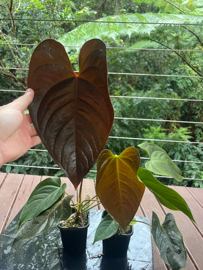 Anthurium Veitchii x Moody x2 Plants