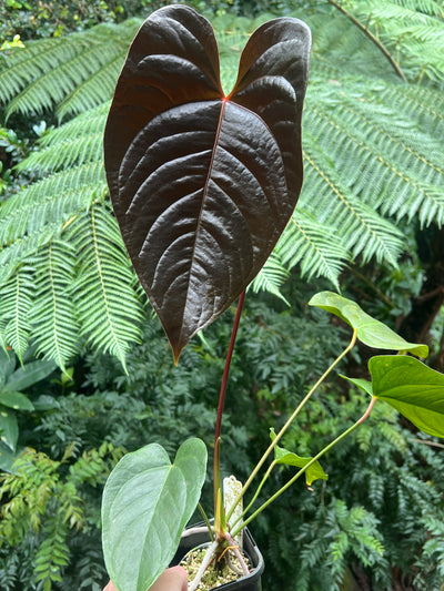 Anthurium Veitchii x Moody x2 Plants