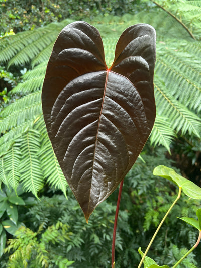 Anthurium Veitchii x Moody x2 Plants