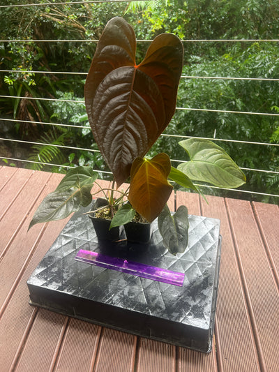 Anthurium Veitchii x Moody x2 Plants