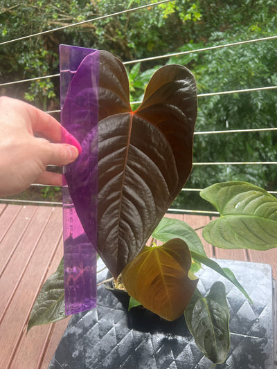Anthurium Veitchii x Moody x2 Plants