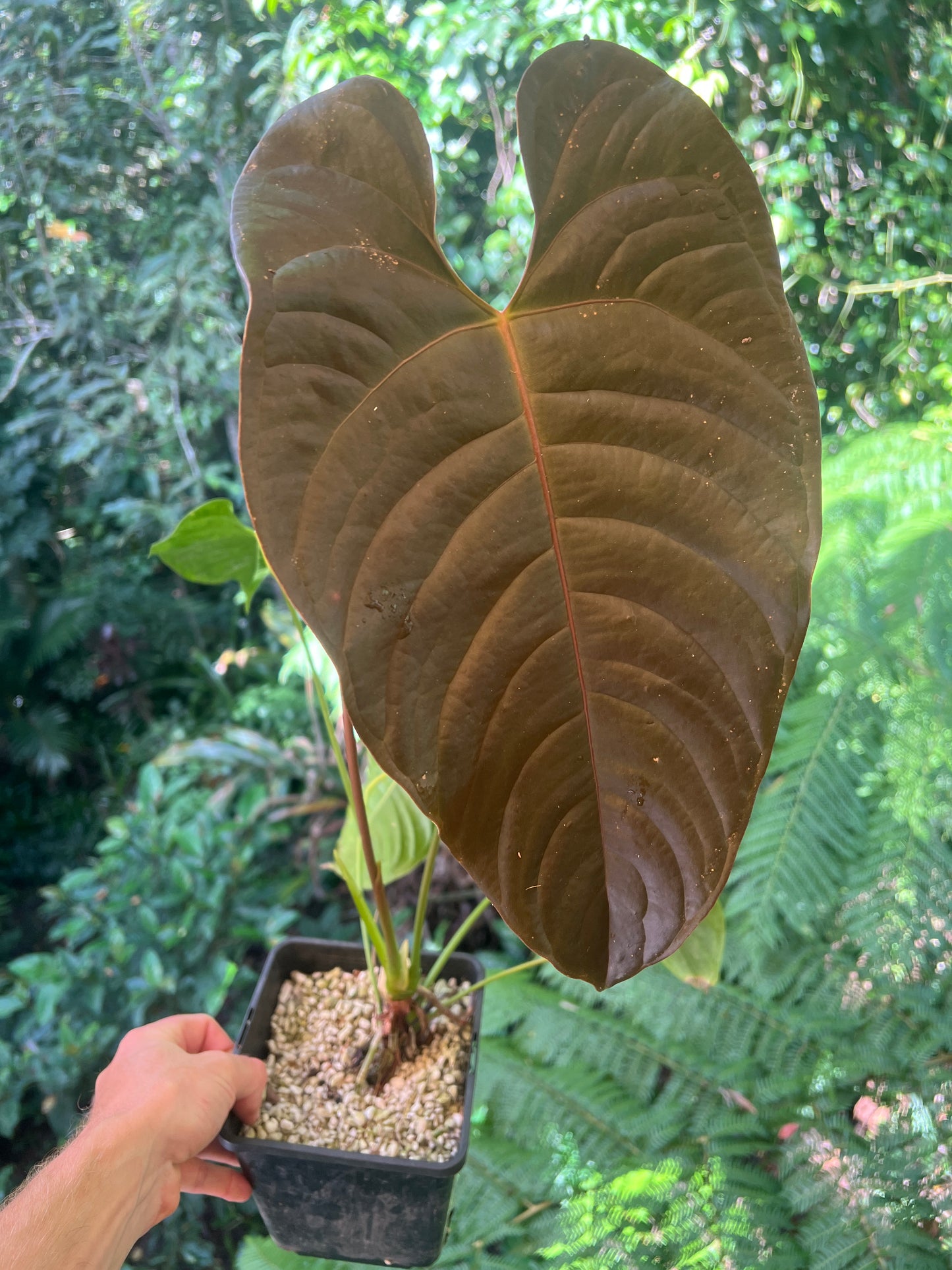 Anthurium Veitchii x Moody > Large Flowering Size Plant