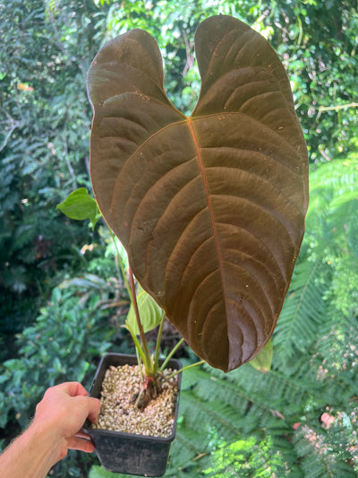 Anthurium Veitchii x Moody > Large Flowering Size Plant