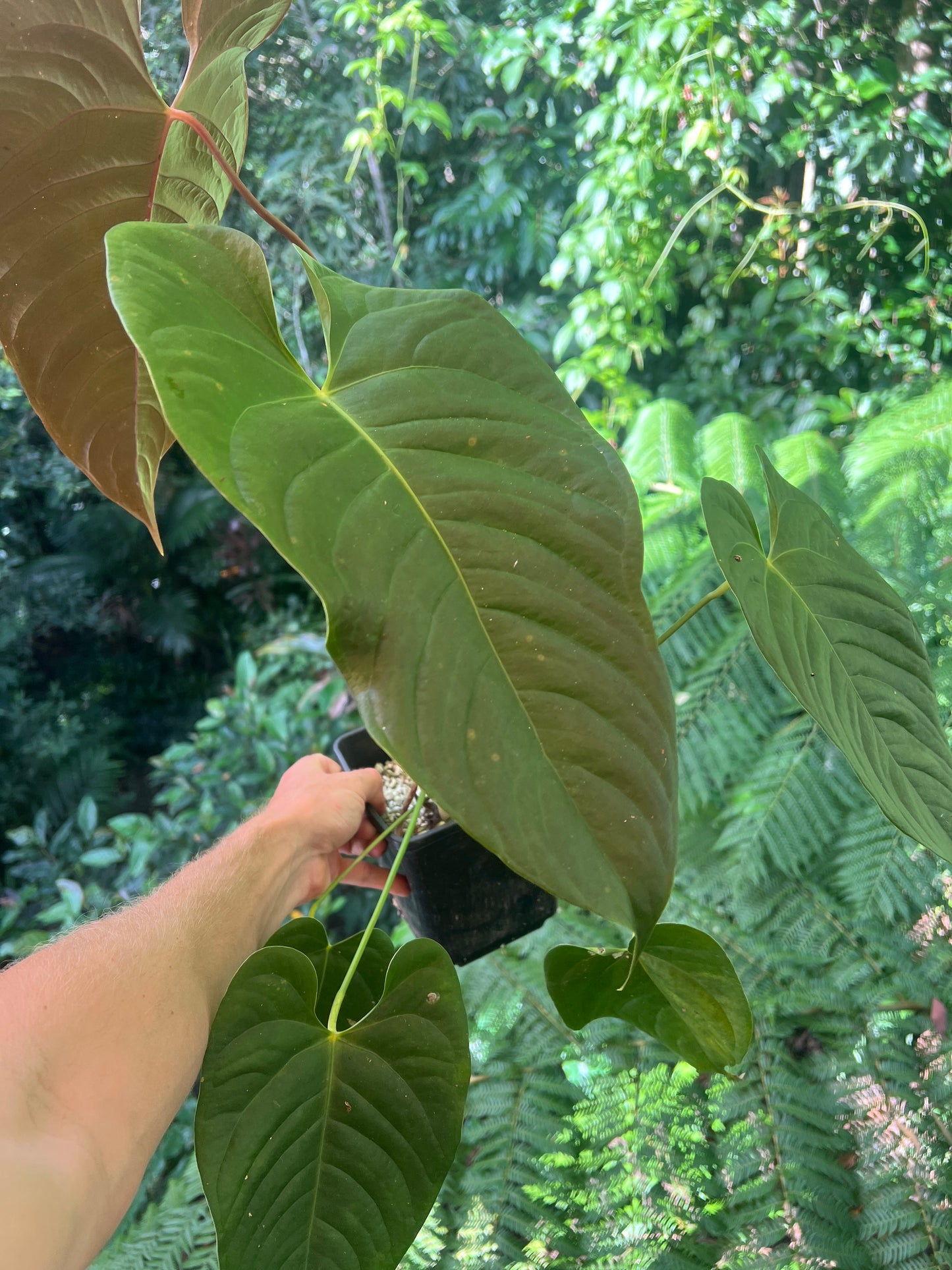 Anthurium Veitchii x Moody > Large Flowering Size Plant