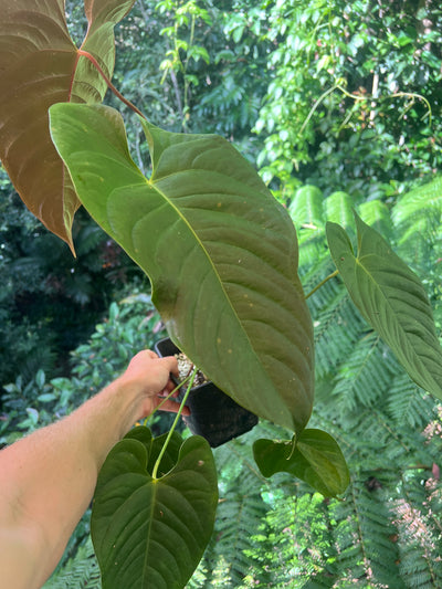 Anthurium Veitchii x Moody > Large Flowering Size Plant