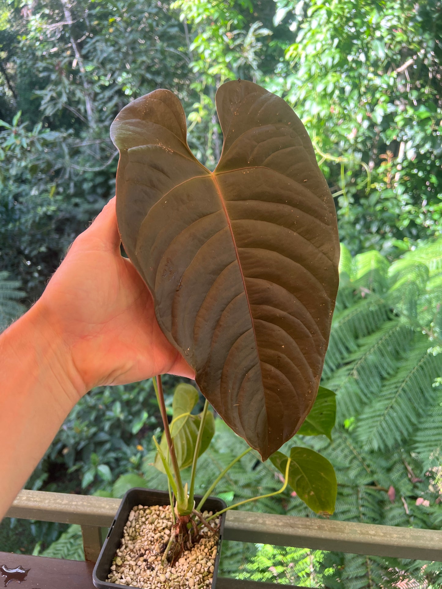 Anthurium Veitchii x Moody > Large Flowering Size Plant