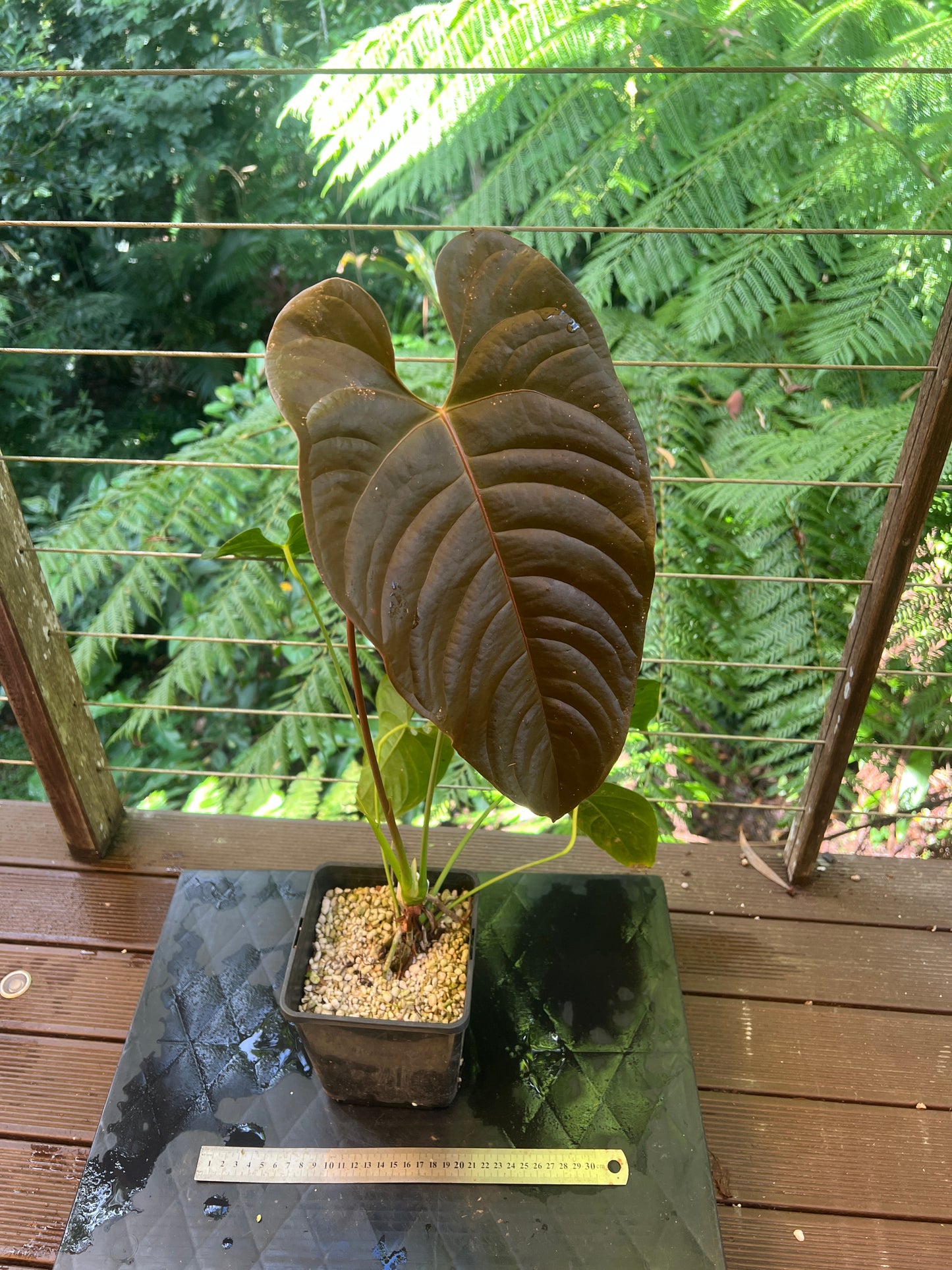 Anthurium Veitchii x Moody > Large Flowering Size Plant